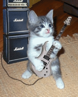un chat guitariste ?!!!